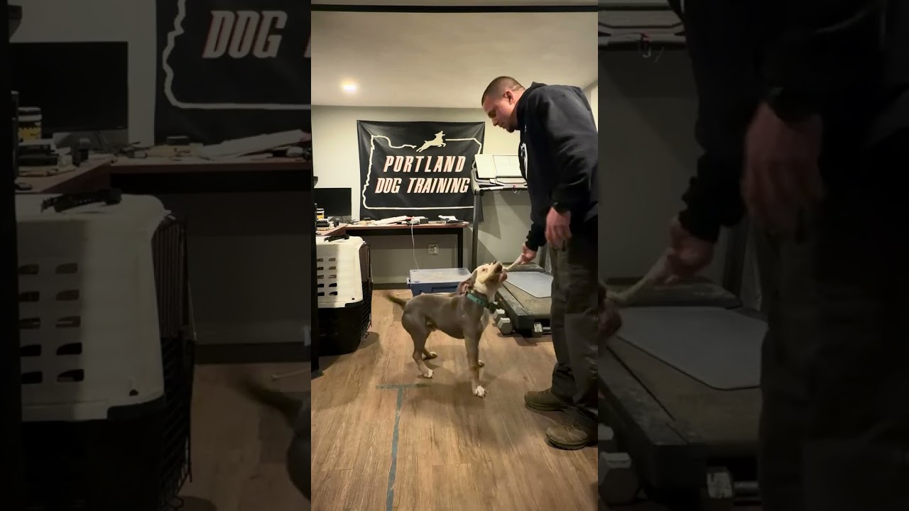 Quick drills to funnel Bruno’s drive 
