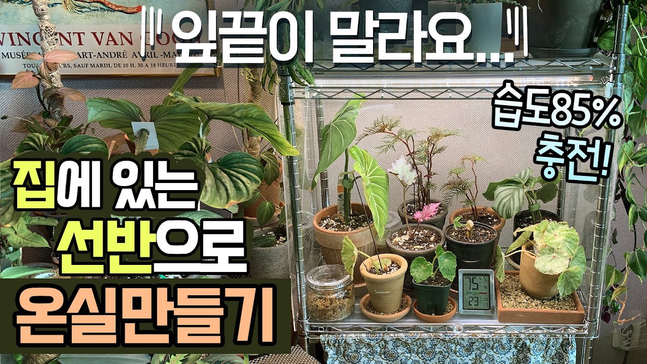 집에있는 선반활용! 아크릴 온실 만들기🌿이케아온실, 리빙박스 온실 부럽지않아요!😉85%습도 유지비결💚잎마름에 필수🪴열대식물, 희귀식물,베고니아에 꼭 필요해요!😉식물온실 월동준비