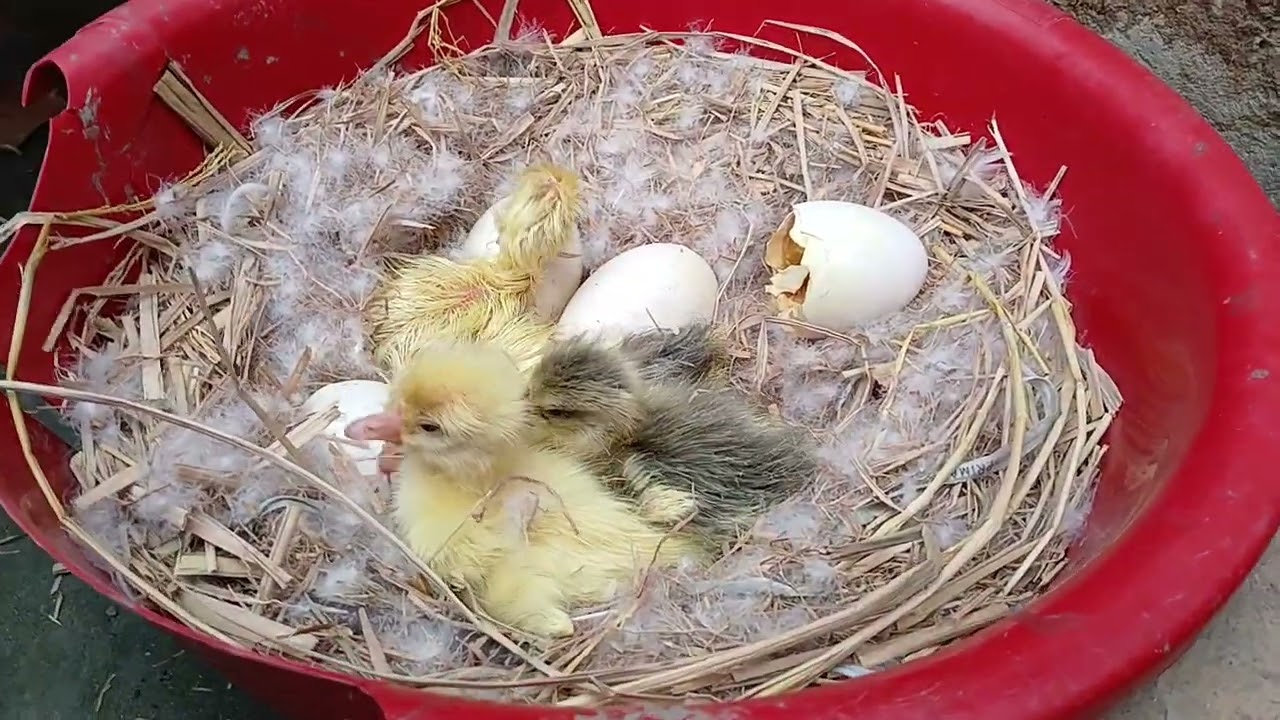 Beautiful Swan Egg Hatch at Home 🦢🥚