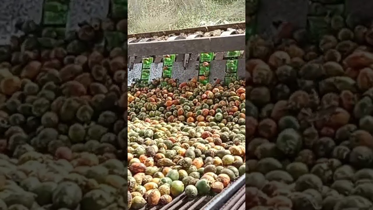 #Arecanut 👍 Belt drive dehusking peeling machine 03 like and subscribe for more videos