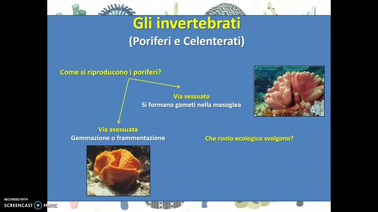 I poriferi e i celenterati