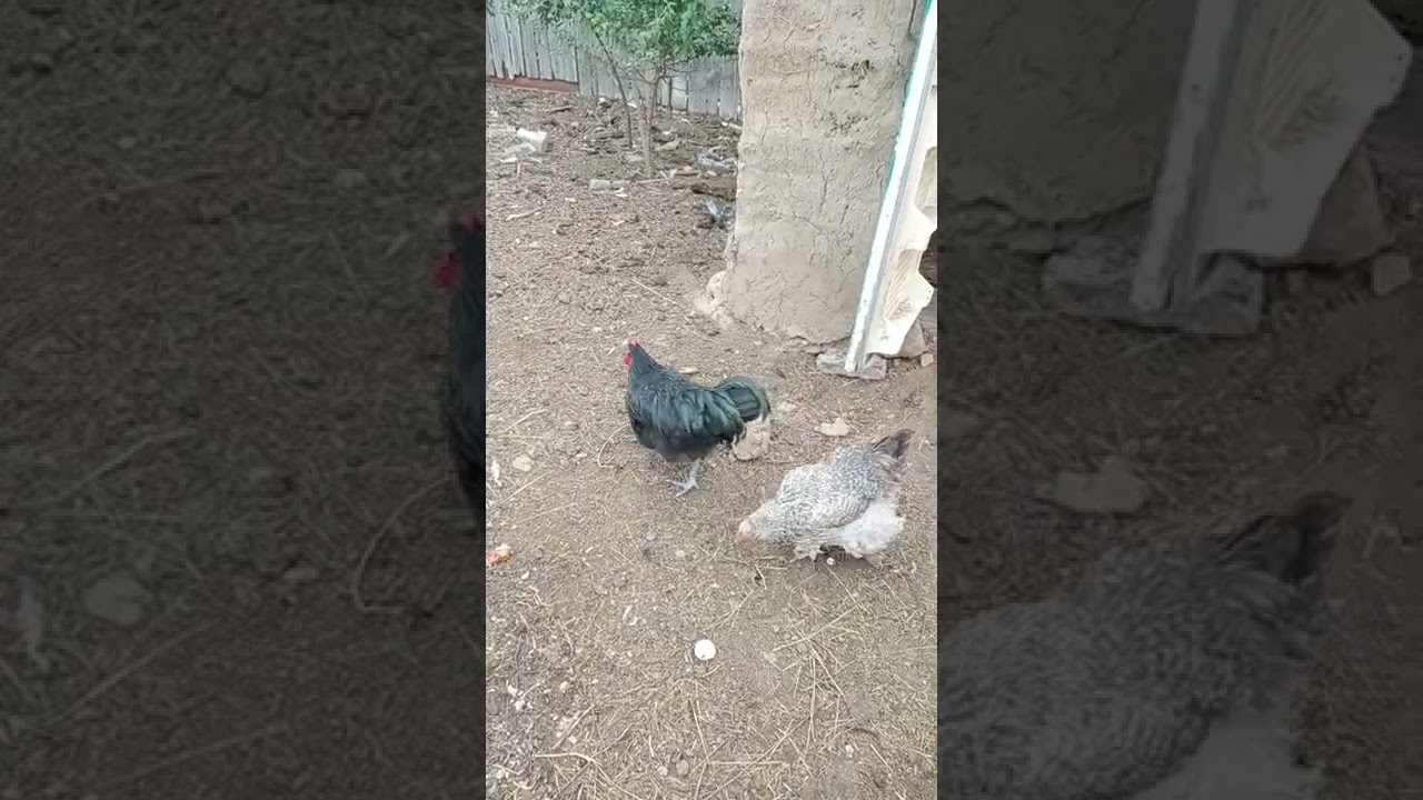 Тауық күтекті қалай салған дұрыс