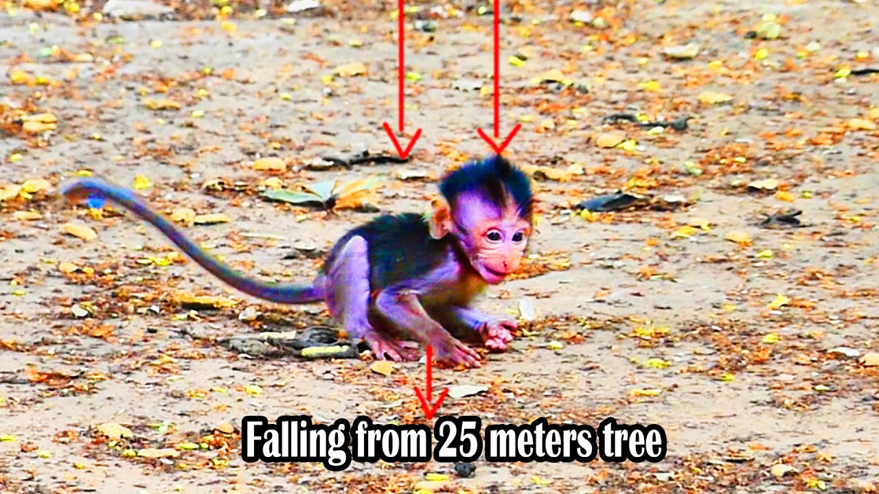 Feeling Million Poor And Pity..! The Tiny monkey fall Down - No One Saving Him In Time