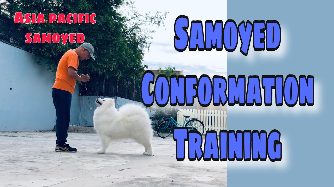 Samoyed dog | training conformation | preparing for dogshow | hernan dog world Tv