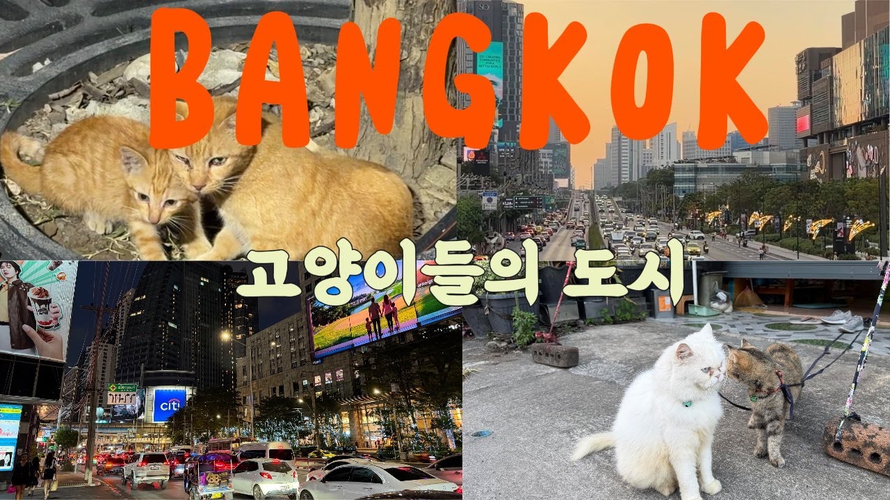 🐈 고양이들이 지키는 방콕의 밤거리🇹🇭 차이나타운의 밤, 송왓거리 산책, 벤짜낏띠 러닝, 방콕 현지인 맛집부터 힙한 거리까지 정복