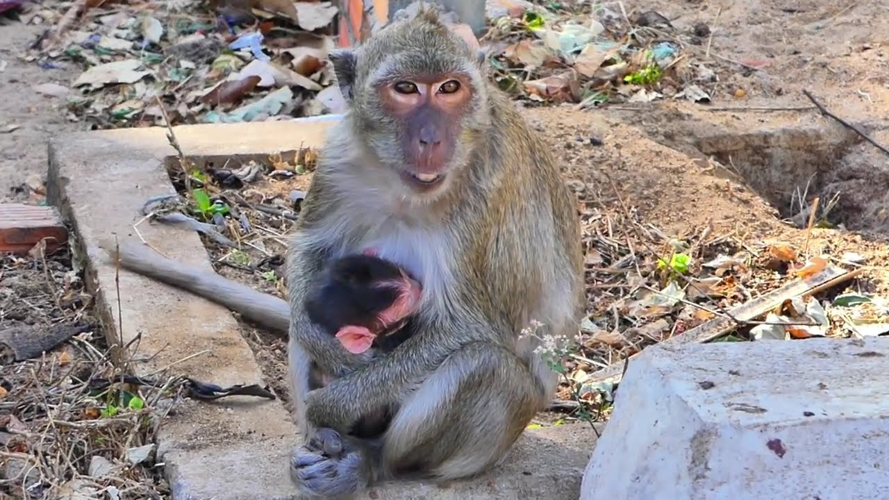 Baby Monkey Leo Cries for Mom&rsquo;s Love and Care