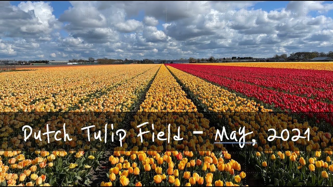 Dutch tulip field 4K - May, 2021