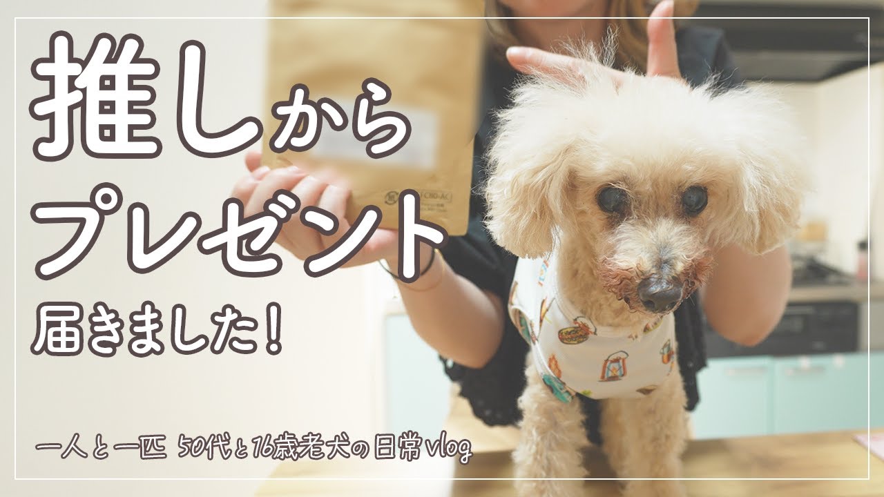 【50代と16歳老犬の日常vlog】推しからプレゼントが届き舞い上がる飼い主！愛犬は気に入ってくれるでしょうか⁉︎/わんこ想い/グリィちゃんねる/シニア犬とアラフィフ/女性/一人暮らし/