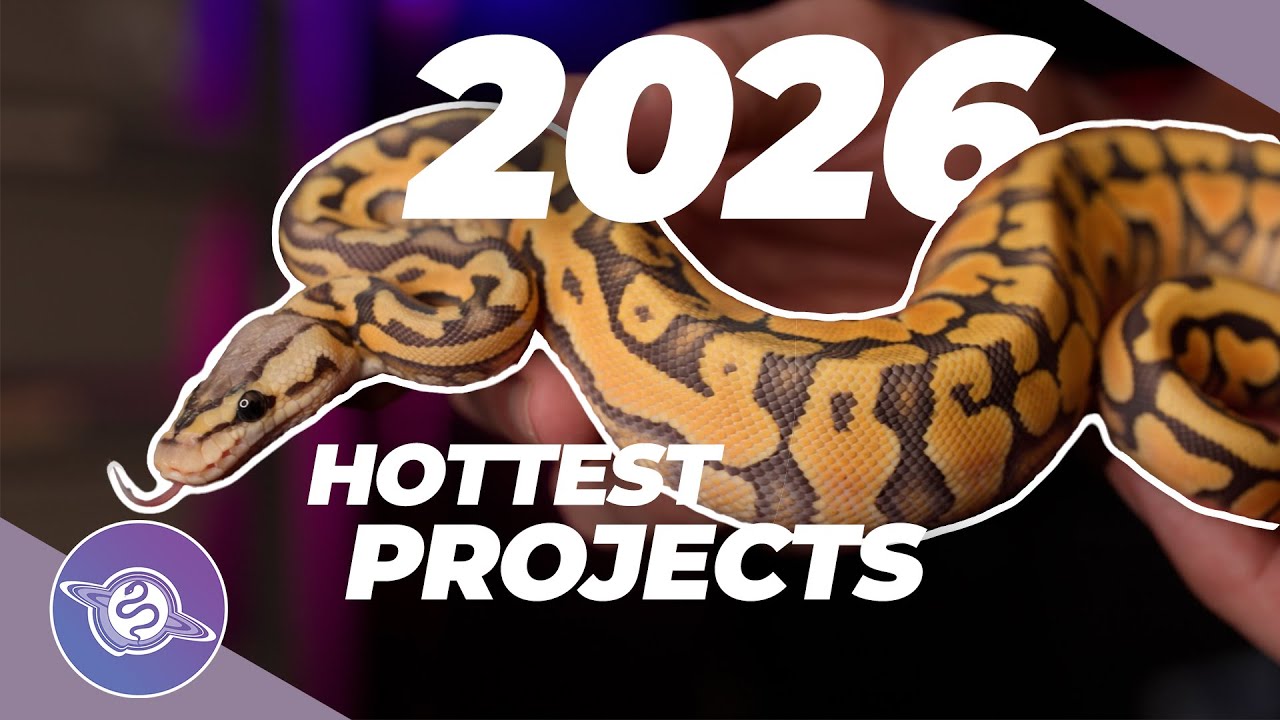 Самые БЕЗУМНЫЕ проекты по созданию шаровидных питонов в 2026 году | #шаровойпитон #змея #рептилии