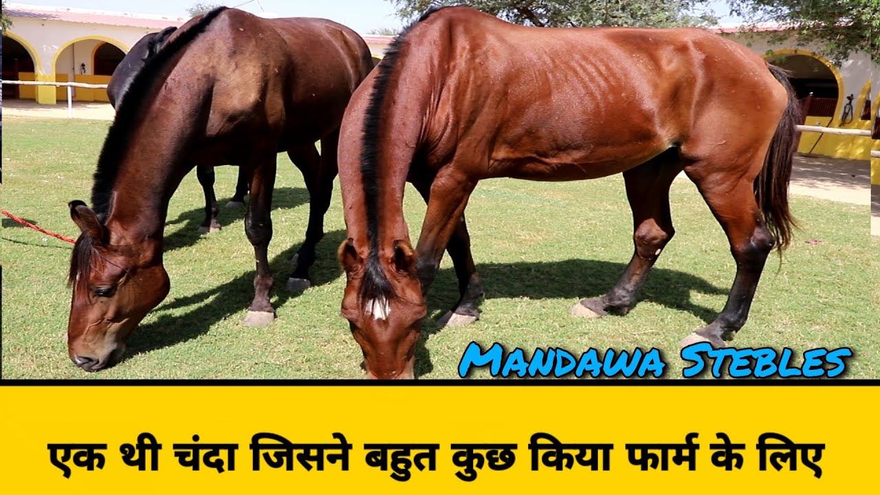 Mandawa Stebles की 32 साल की घोड़ी और उसकी बच्चियाँ
