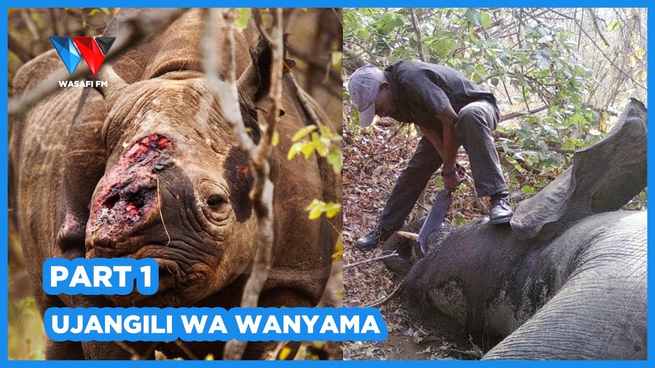 PART 1: UJANGILI WA WANYAMAPORI TANGA NA KILIMANJARO, TAWA WAFUNGUKA WANAVYOTHIBITI...
