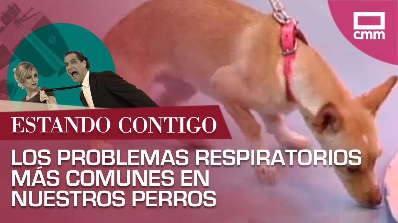 Los problemas respiratorios más comunes en nuestros perros
