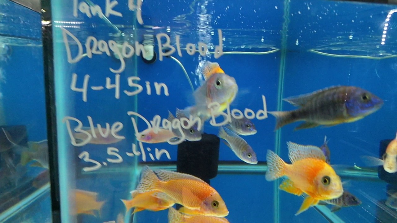 Stock list update, African Cichlids