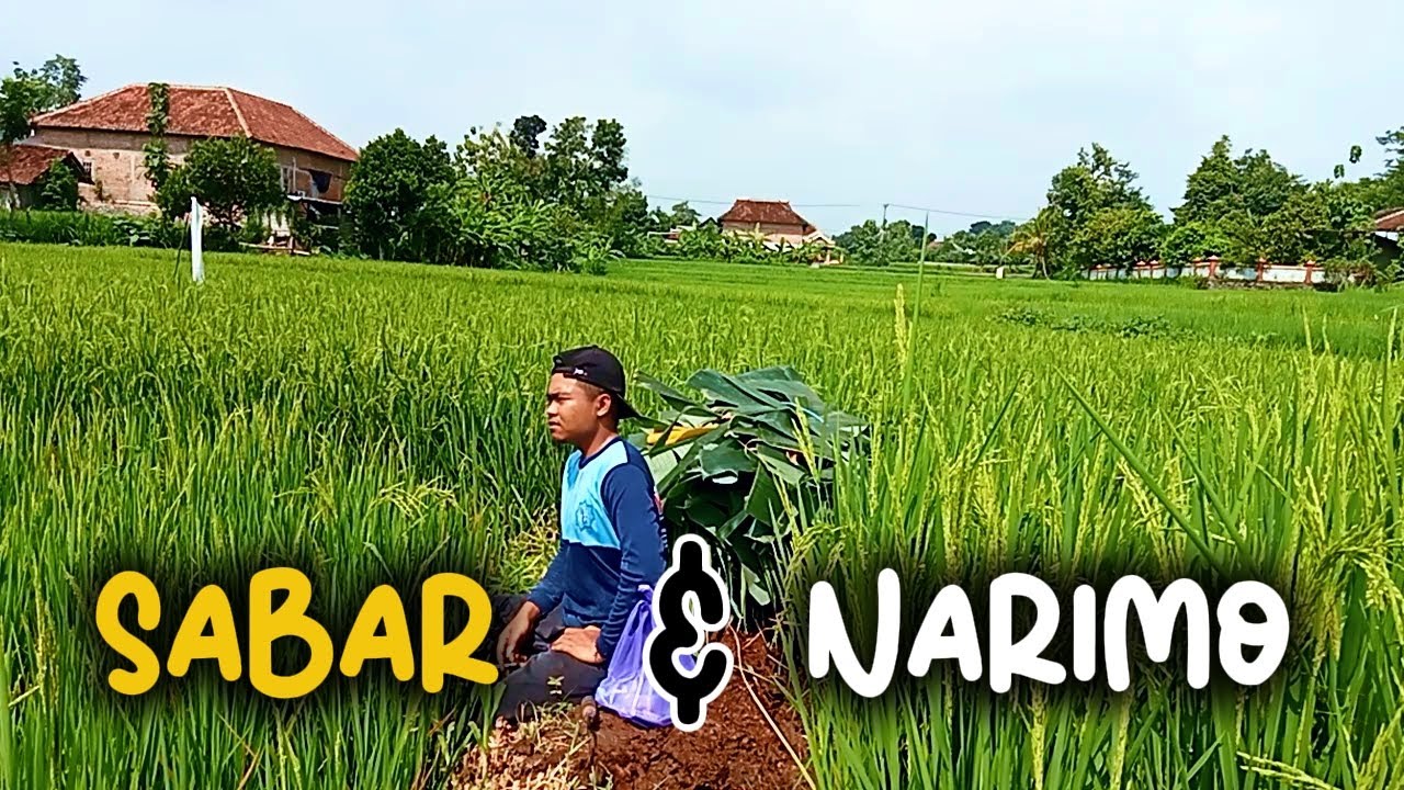 Ngarit Ning Sawah - Sinau Sabar Lan Narimo Ep.3