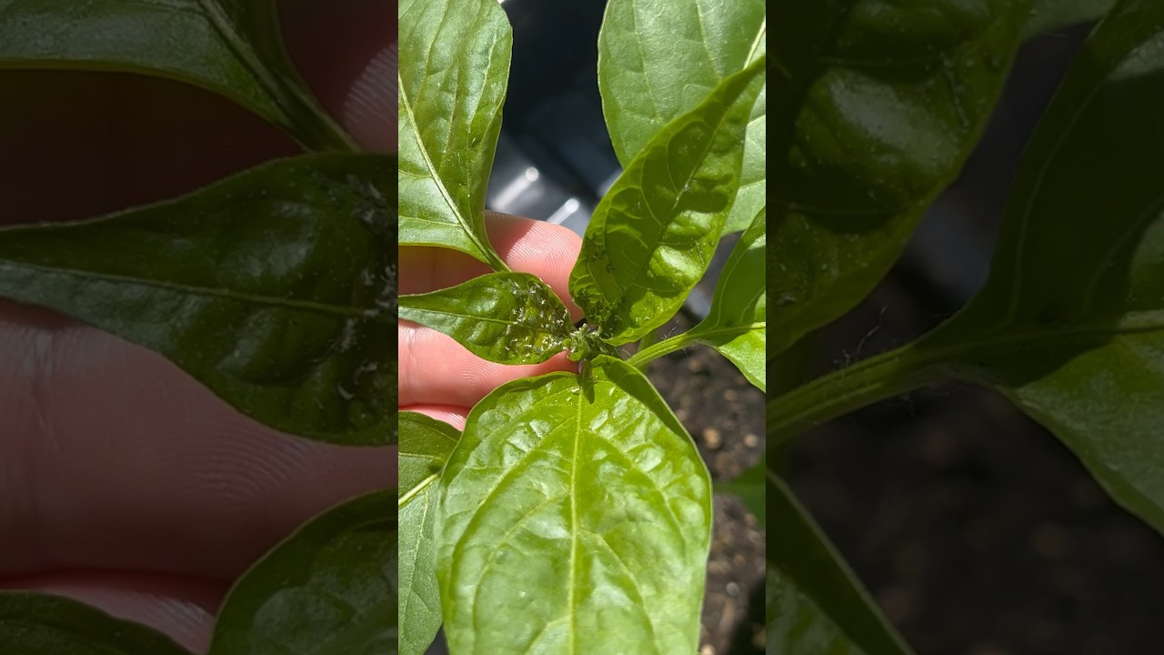 APHIDS!🚨 My Pepper Rescue Mission Without Chemicals #gardening #gardentips #aphids