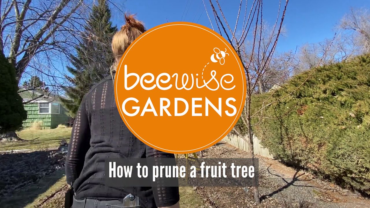 Open Vase Style Fruit Tree Pruning with Isabelle - Bee Wise Gardens