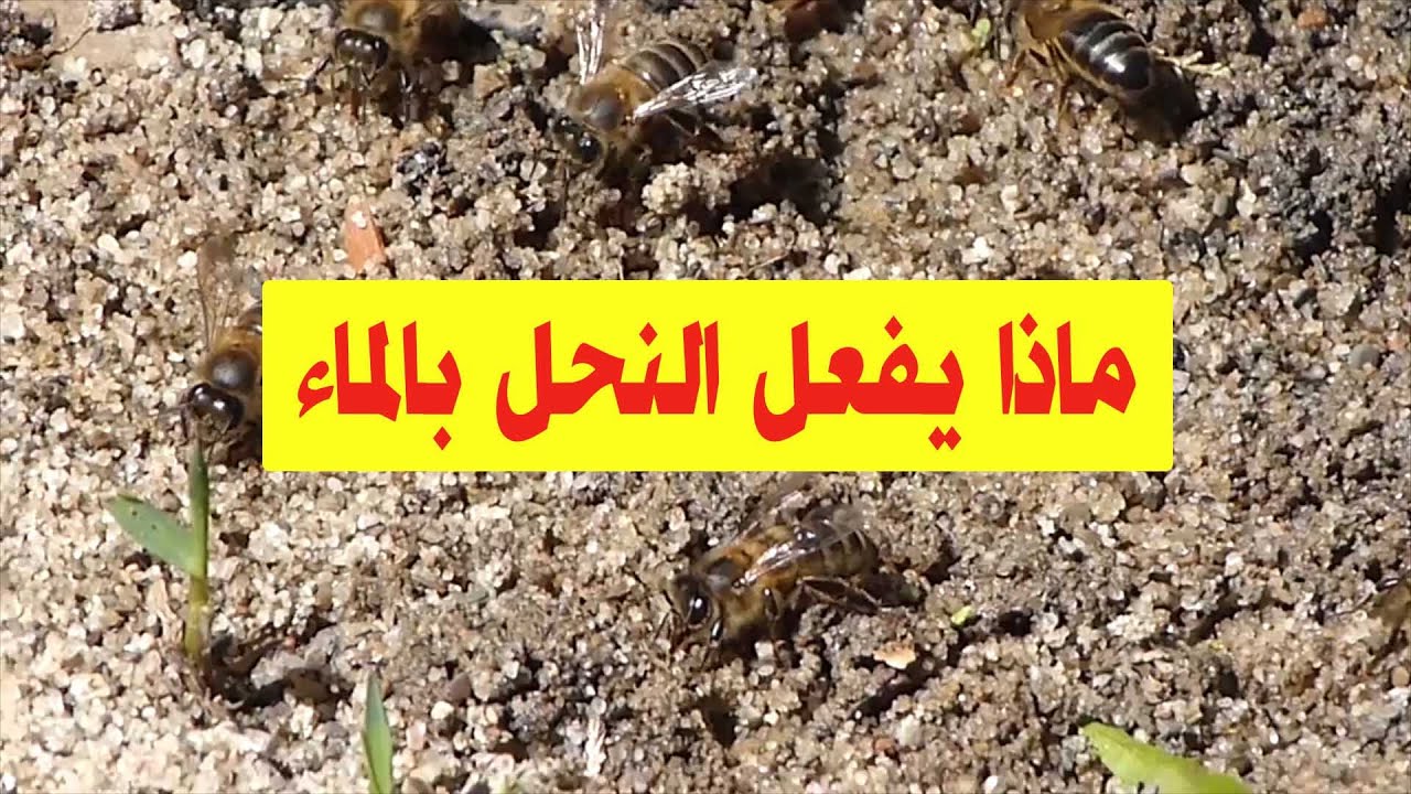 ماذا يفعل النحل بالماء وأين يخزنه