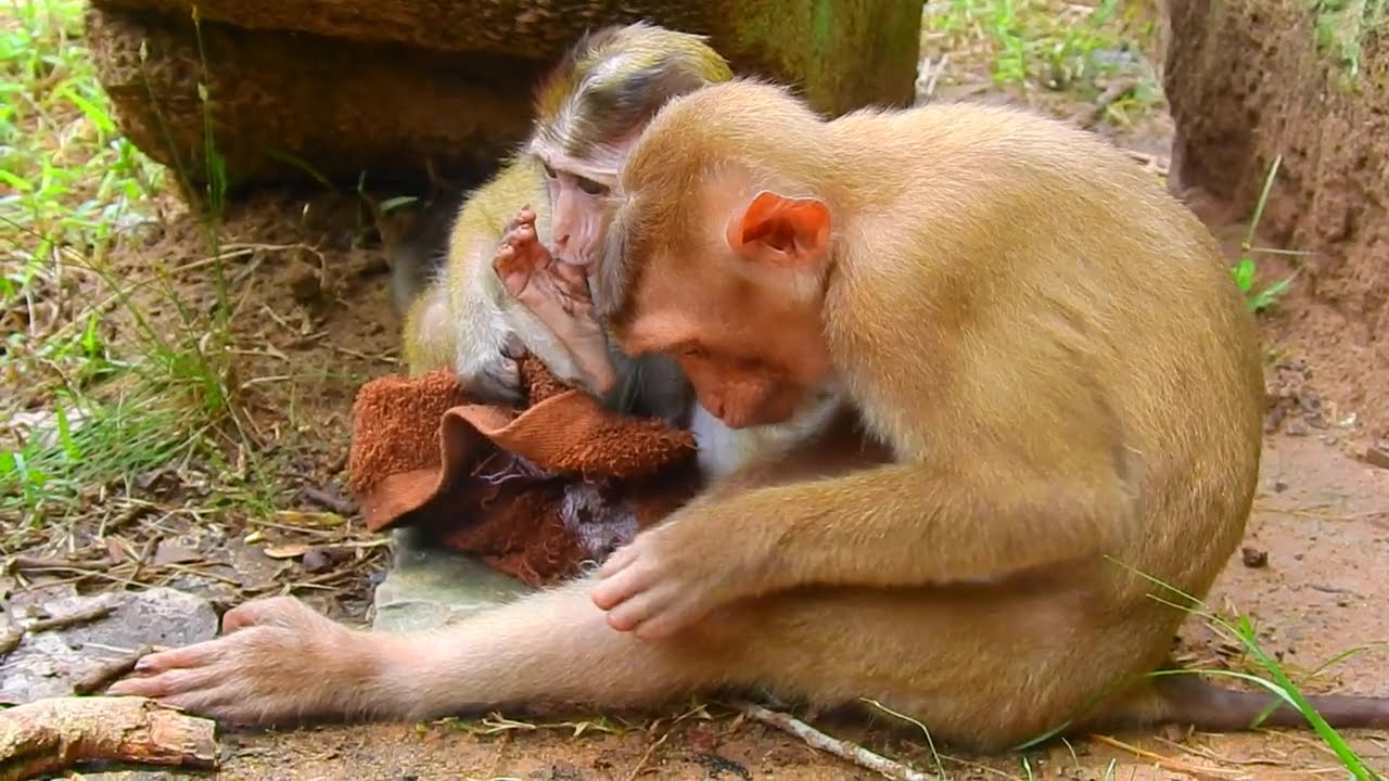 Savanna Team Playfully Interacts With Candy and His Towel