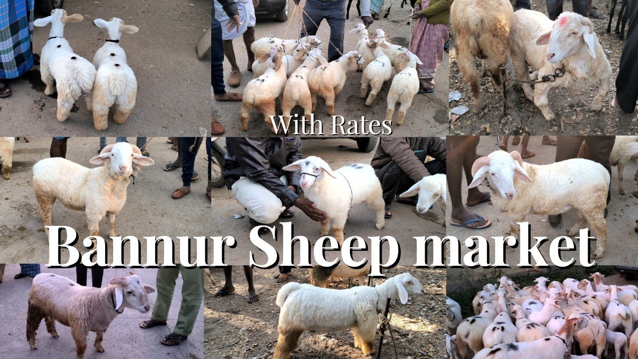 Every Saturday Malvalli Bannur Sheep market