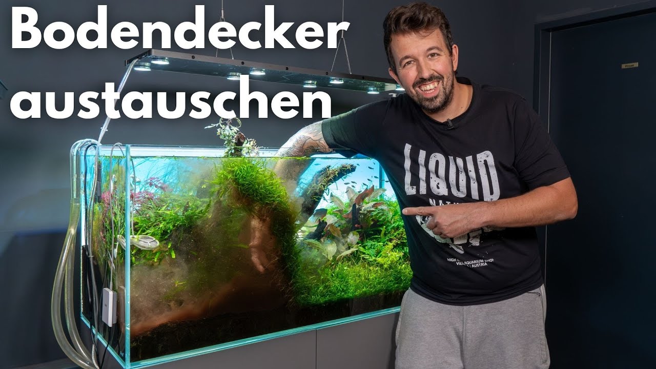 Bodendecker im laufenden Aquarium austauschen!