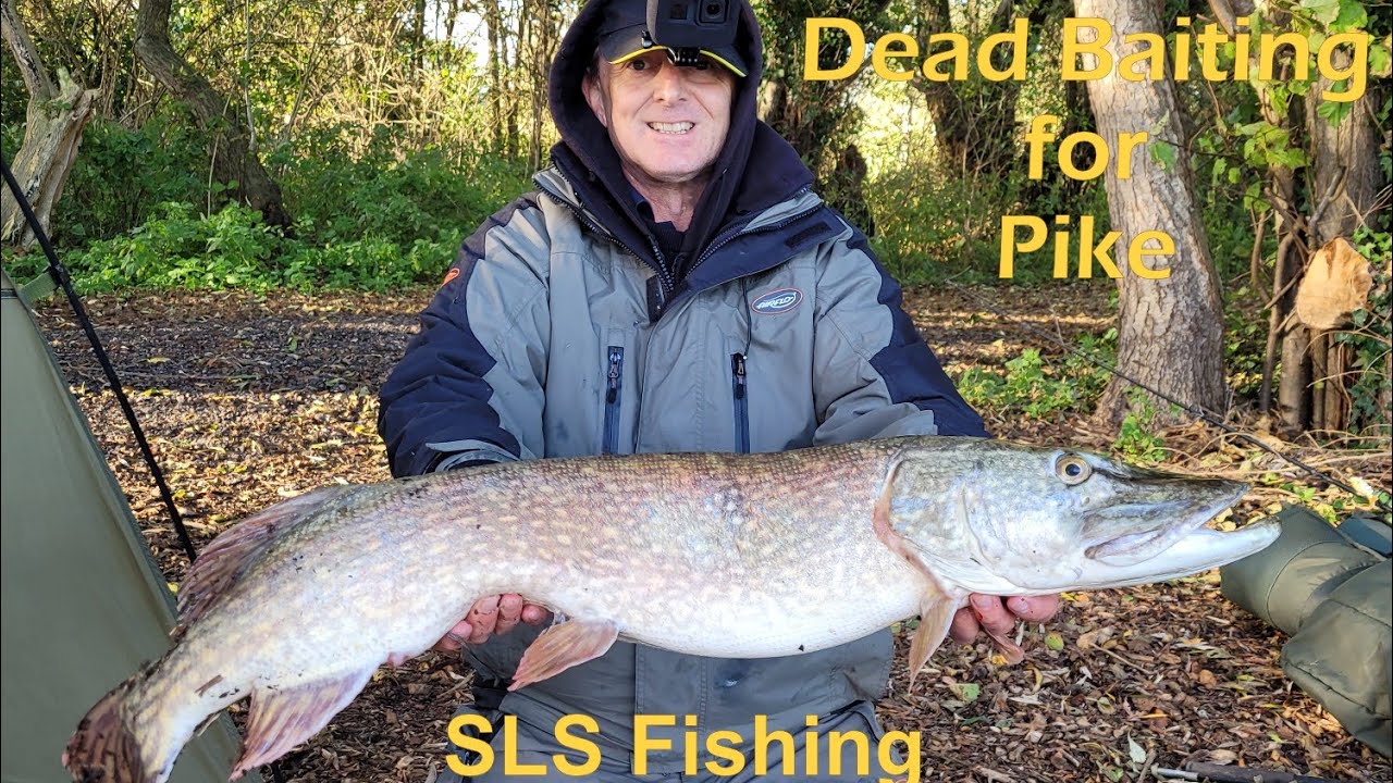 Dead baiting for Pike