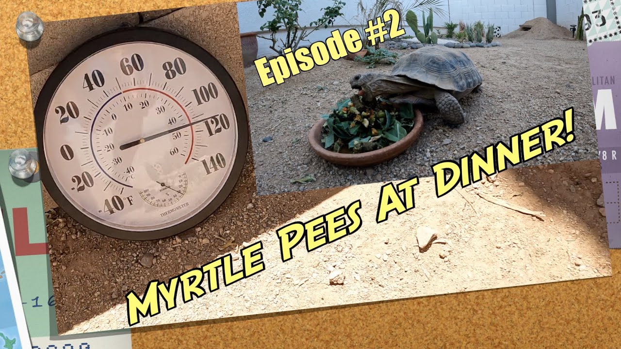 Will our Desert Tortoise survive in the Arizona heat?
