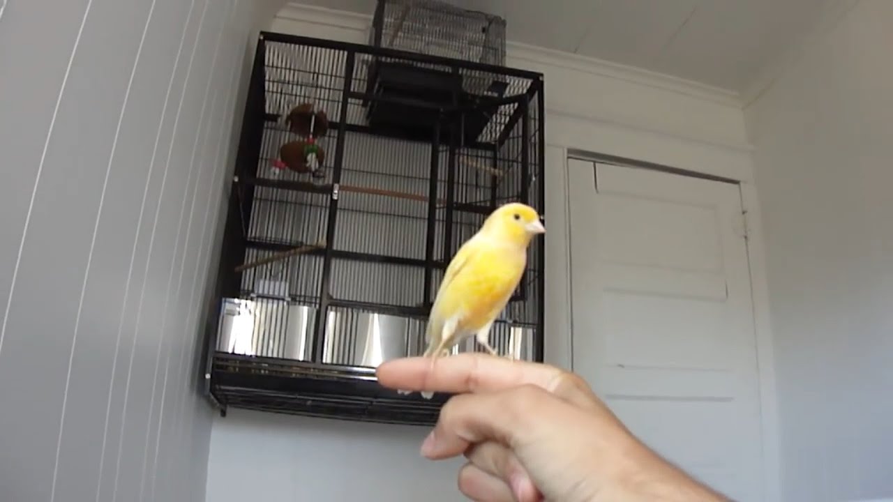 Yellow canary singing on my hand, best trained canary ever !!