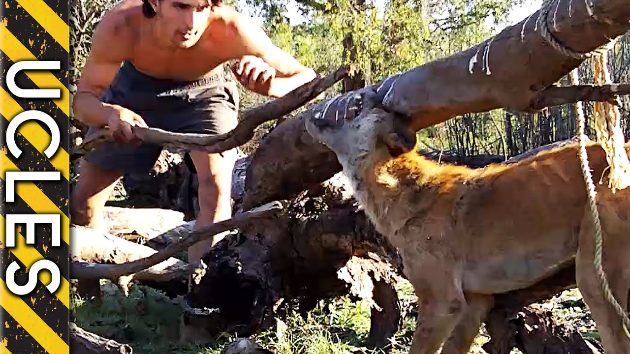 Chasing down a Feral Wild Dog