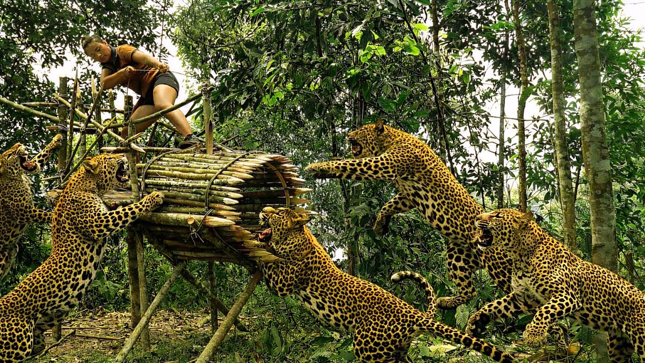 45 Days Alone in the Wild – Leopards Stalking, Wild Boar Traps & Survival Instincts | phượng pú