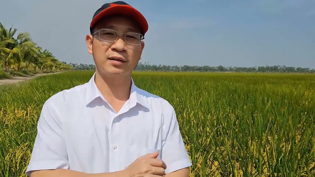 Lúa Ds1 xài phân bón hiệu Con Con Lười F35