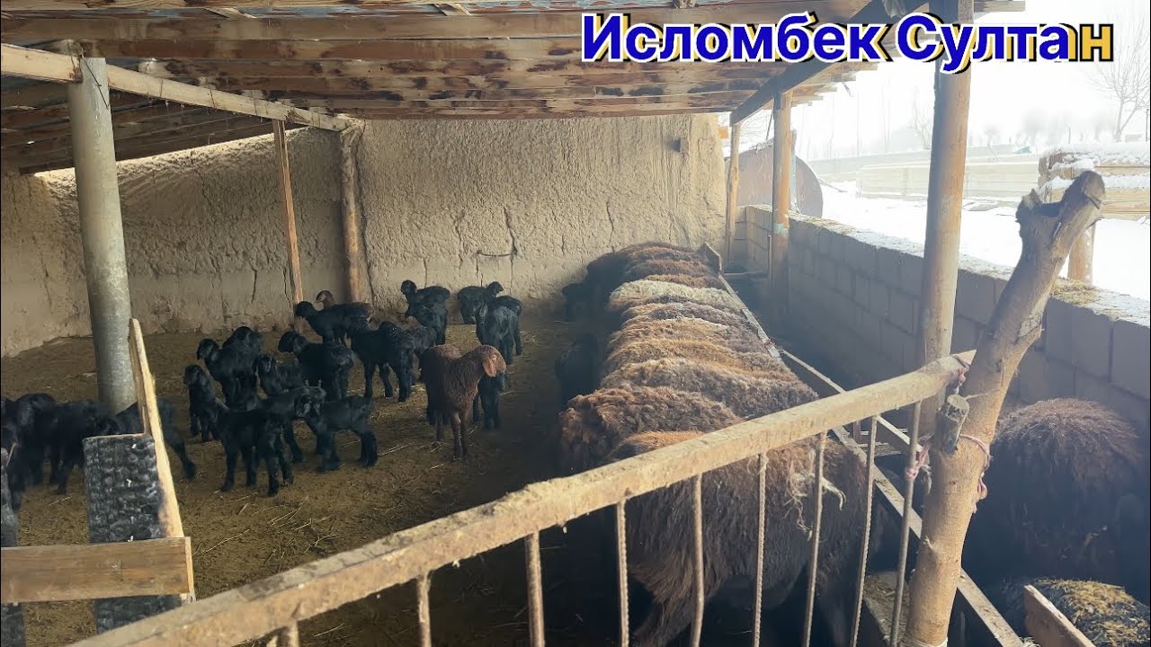 Зимистони ❄️🥶вазмин сар шуд гусфандора эхтиёт кунед 2026г.