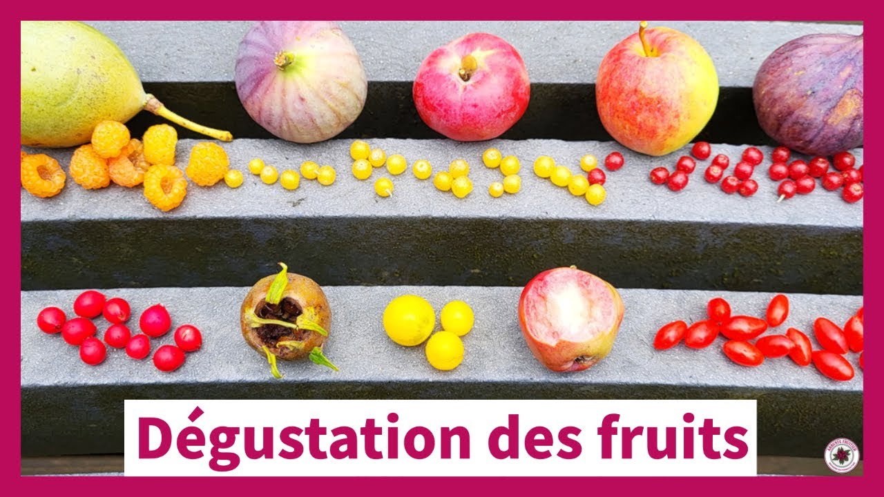 D&eacute;gustation des fruits du jardin-for&ecirc;t | Arbuste Fruitier