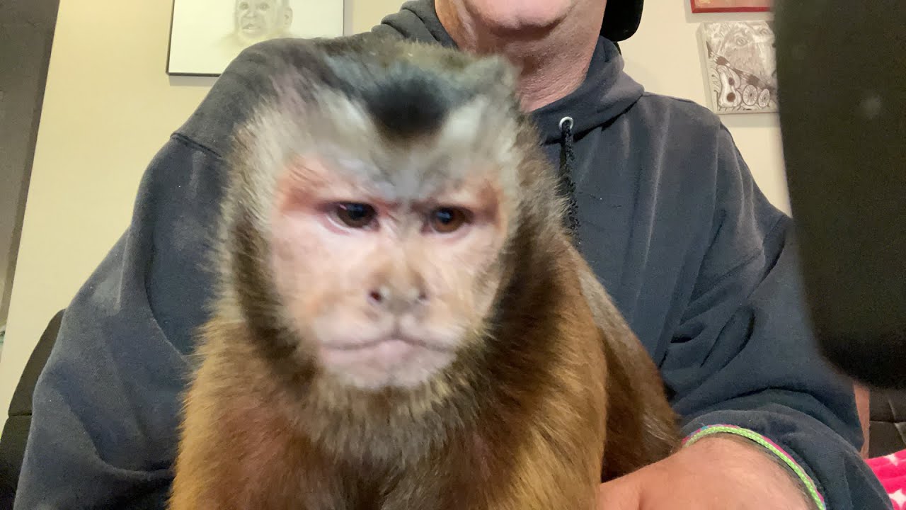 Monkey Fun! The Monkey Princess LIVE!