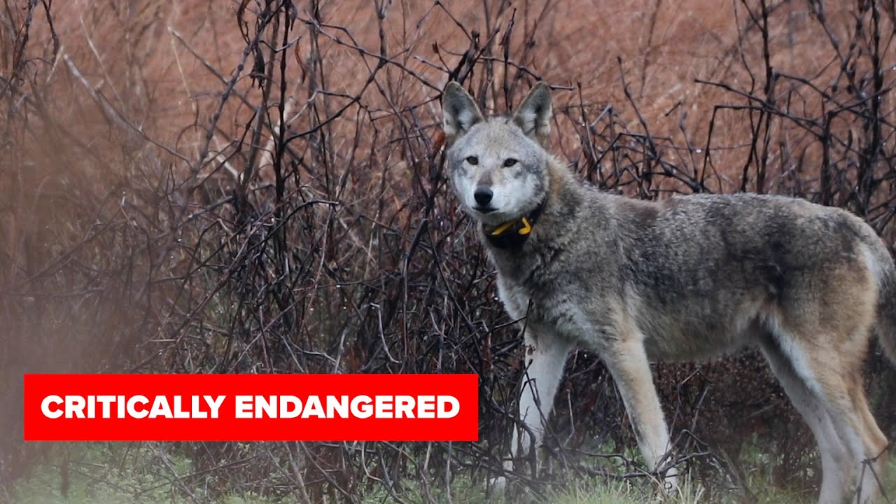 Red Wolf Resilience | North Carolina, Naturally