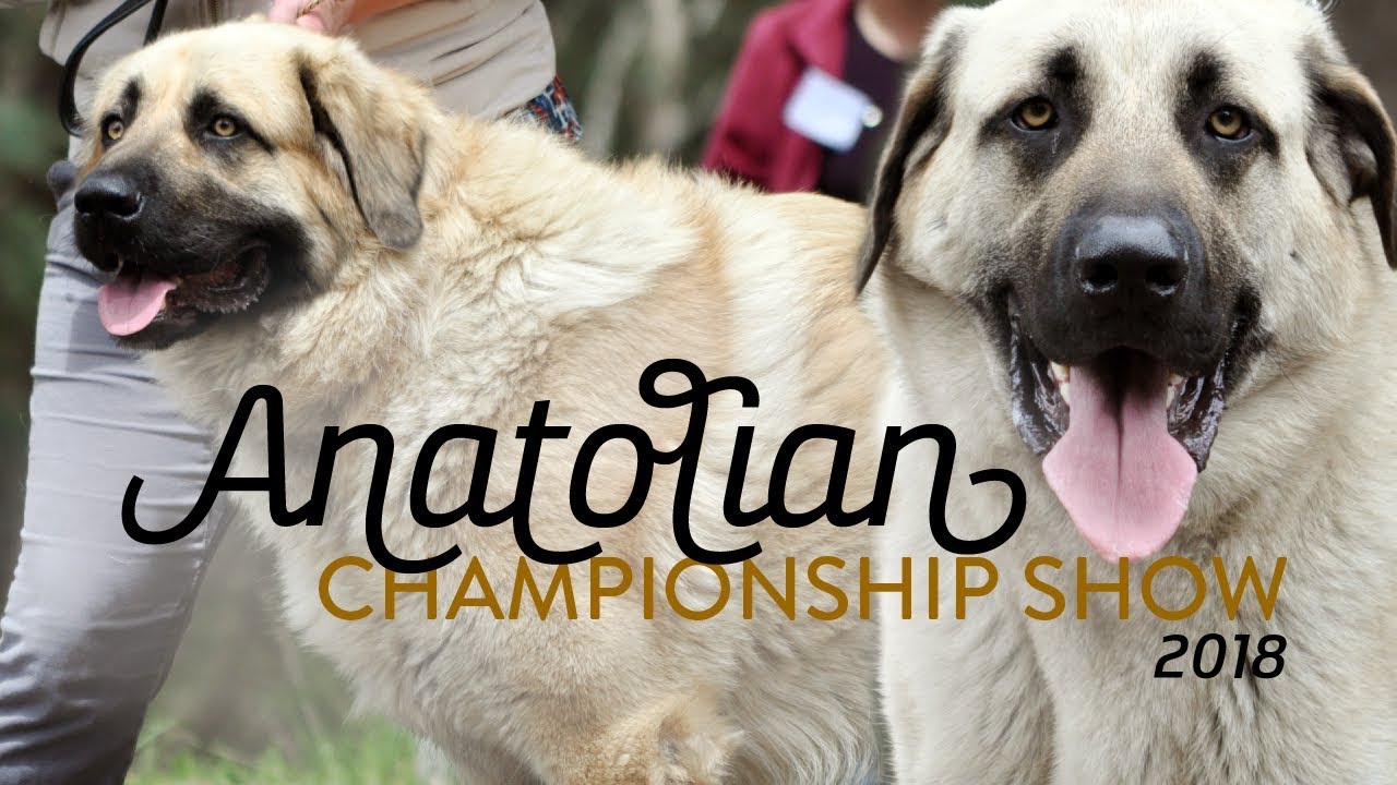Anatolian Shepherd Dog Championship Show 2018