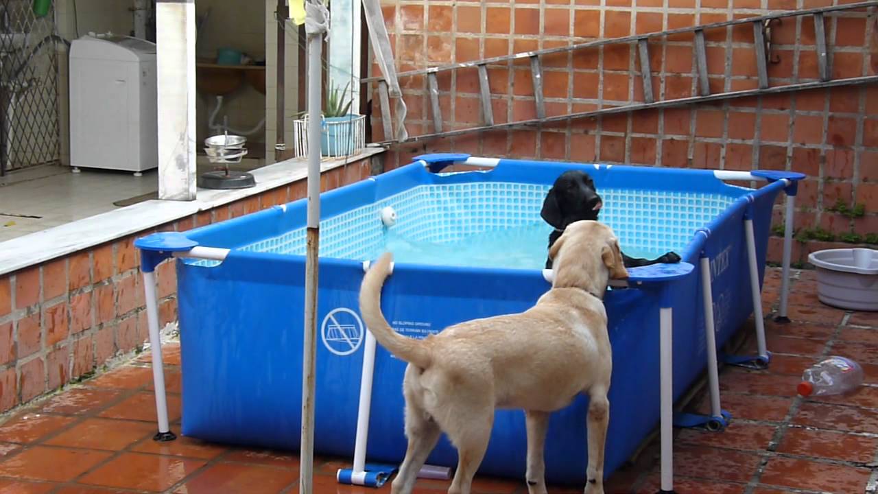 COMO OS LABRADORES GOSTAM DE ÁGUA E TEM ENERGIA