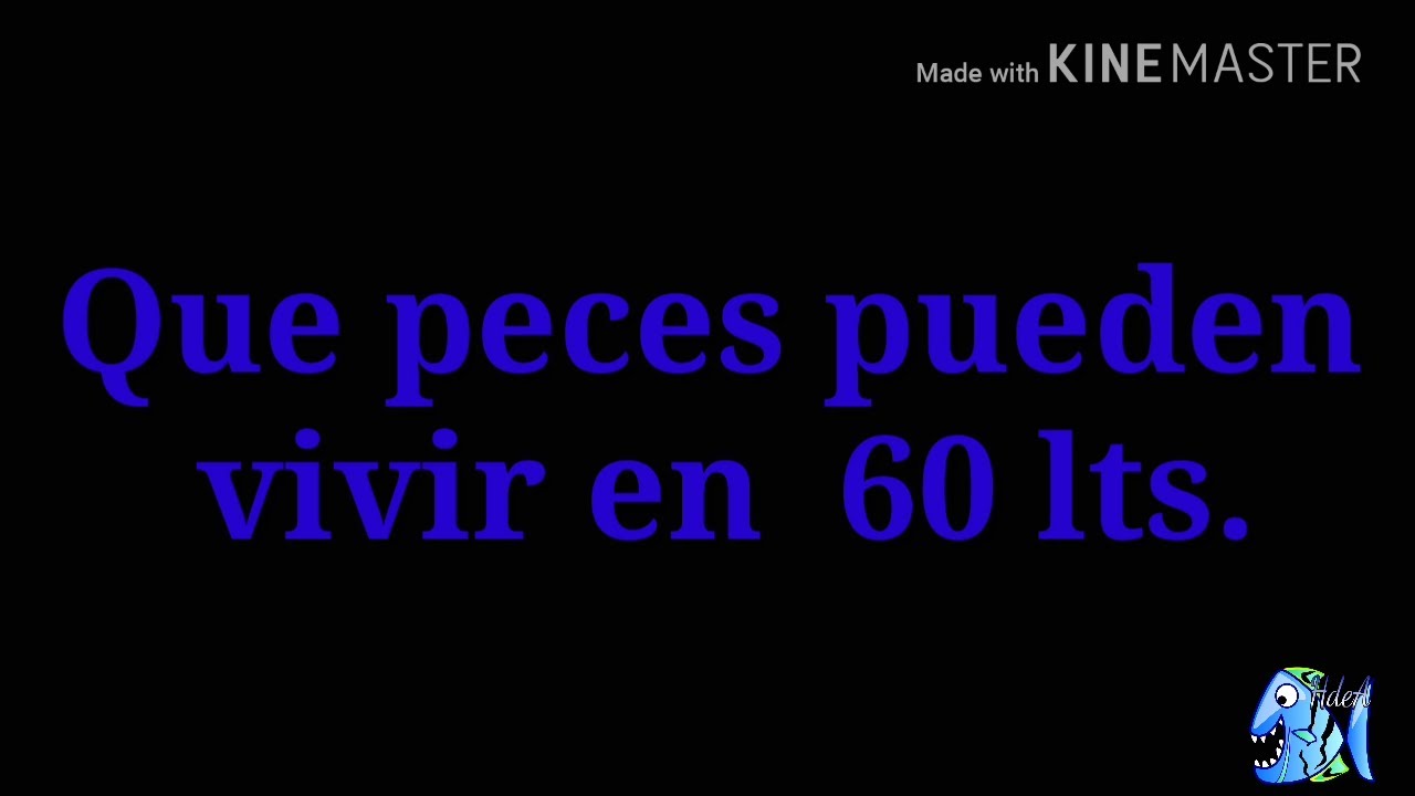 Que peces pueden vivir en un acuario de 60 lts