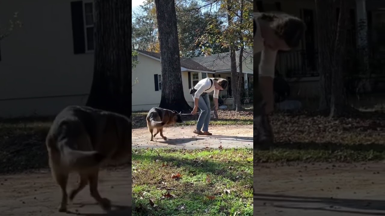 Trust, respect, love. Dogs must trust you before they can learn from you. Connect first, then train