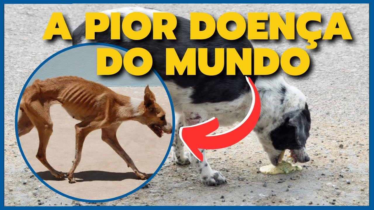 DESTRÓI E ACABA COM O SEU CACHORRO! Aprenda a TRATAR A CINOMOSE CANINA! O que é, Sintomas, Prevenção