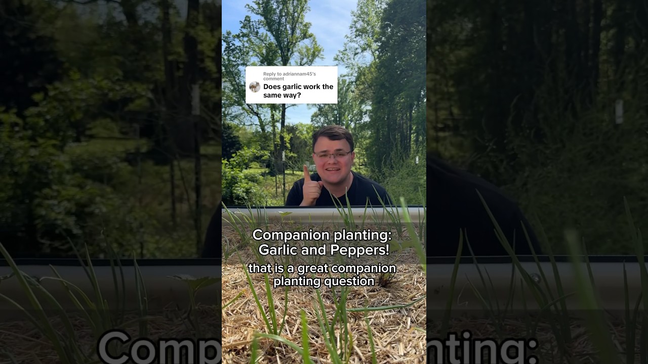 Companion Planting: Garlic and Peppers!