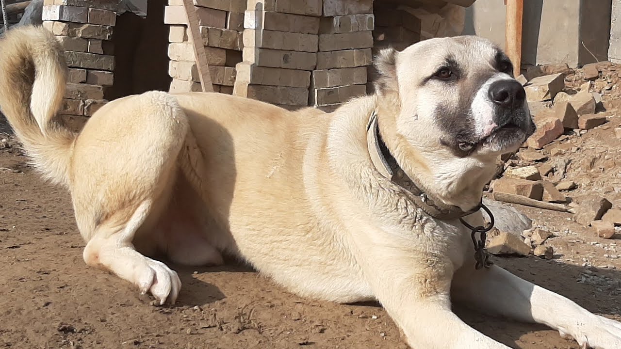 Алабай итлар – энг кулишли лаҳзалар 🐶😂