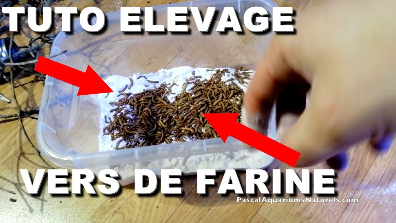 TUTO élevage de vers de farine simplement ! naturareptiles.fr - Pascal Aquariums Naturels