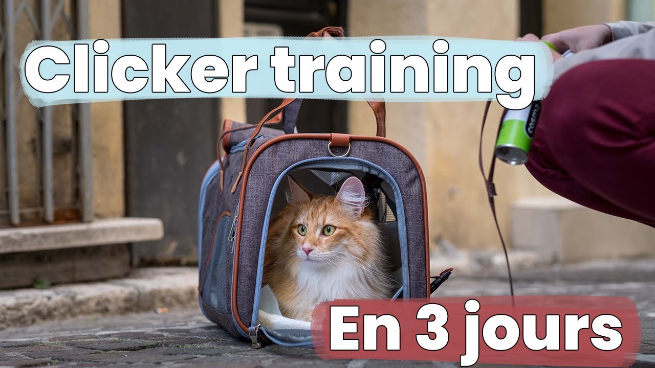 Apprendre à son chat à aller dans sa caisse de transport sans stress | Clicker Training & Dressage