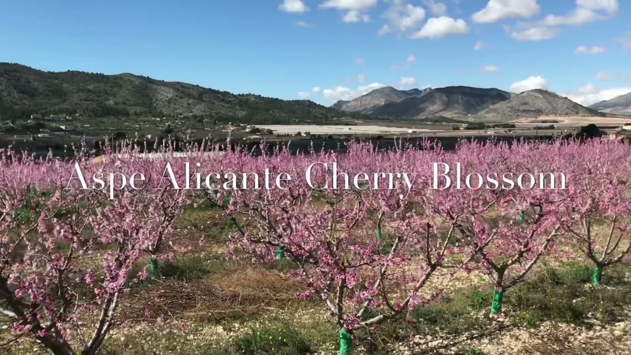 Cherry Blossom Aspe Alicante Costa Blanca Spain