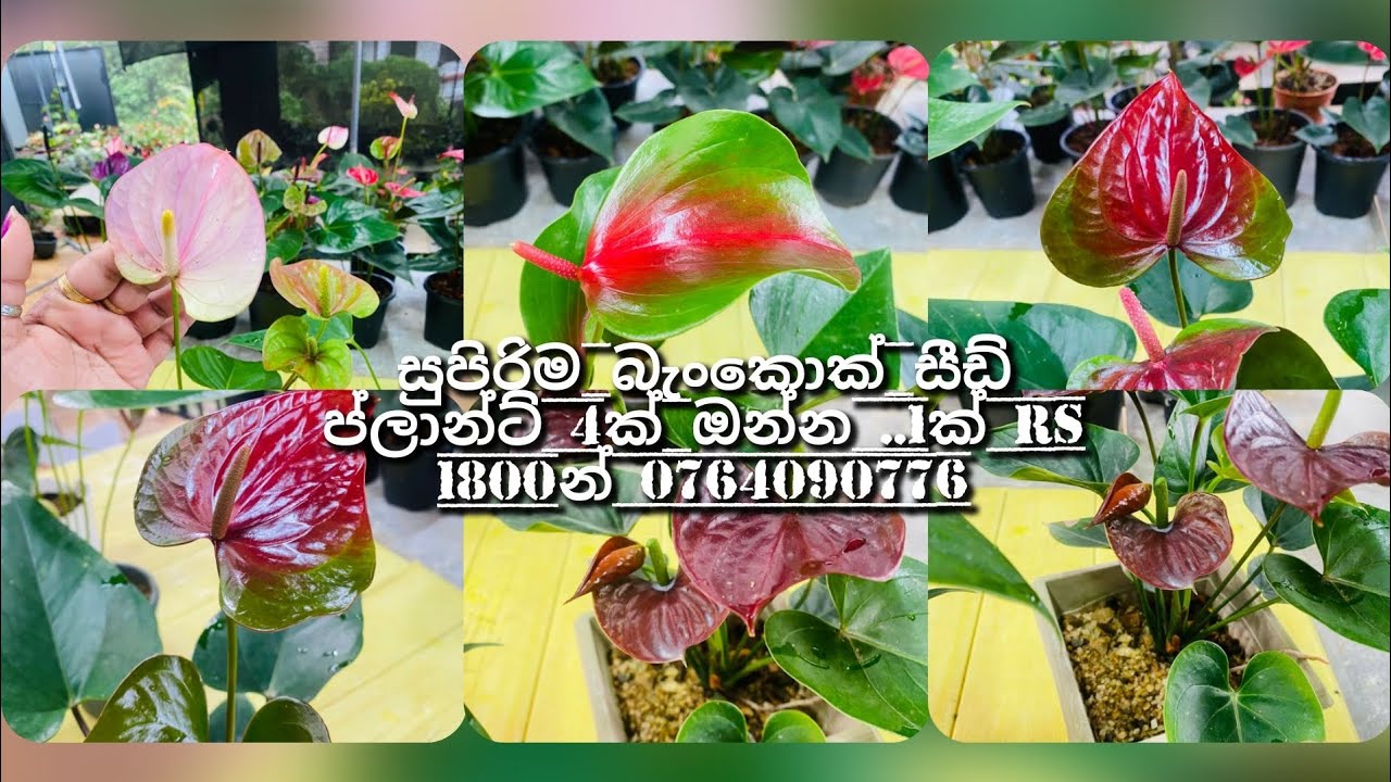 සුපිරිම සීඩ් වර්ග 4ක්  1ක් rs 1800ක් 0764090776☎️