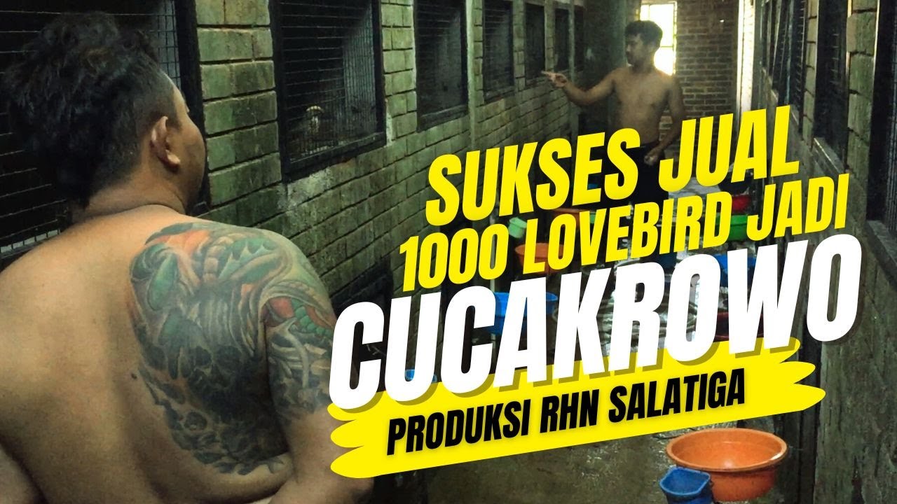 Sukses Jual 1000 LOVEBIRD😉RHN SALATIGA Ternak Cucak Rowo🔥🔥🔥#kicaumania #cucakrowogacor #fypシ #fyp