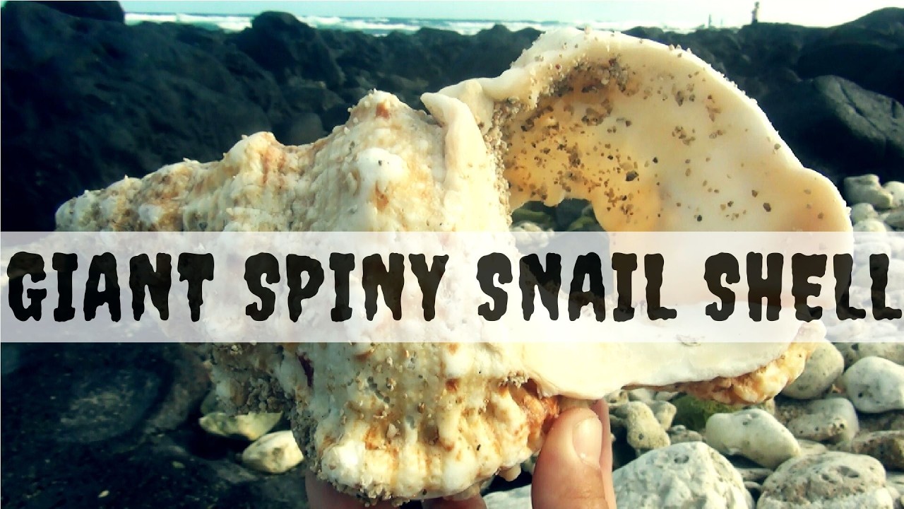 I found my first ever giant spiny snail shell