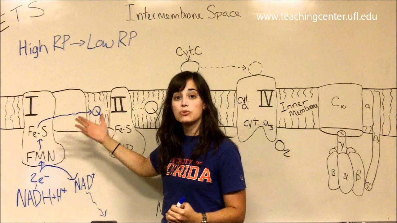 Electron Transport System - Electron Flow through ETS