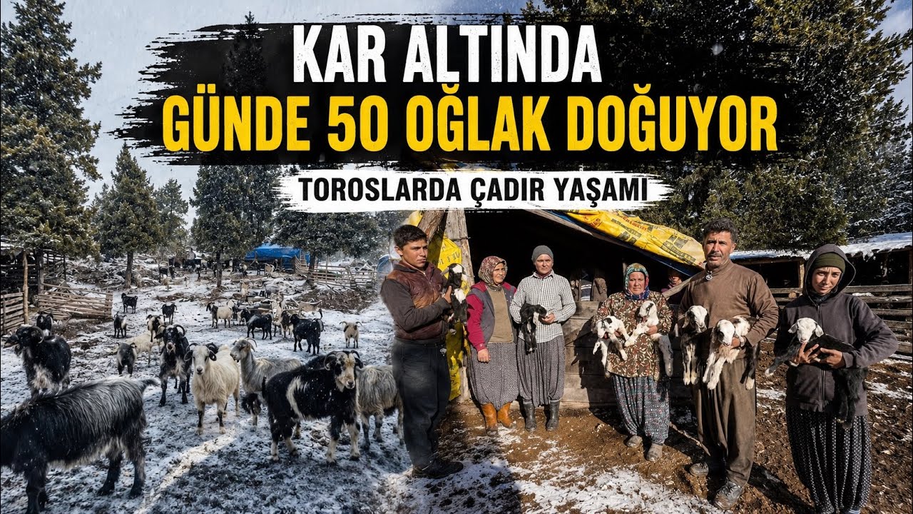 KAR ALTINDA GÜNDE 50 OĞLAK DOĞUYOR / TOROSLARDA ÇADIR HAYATI