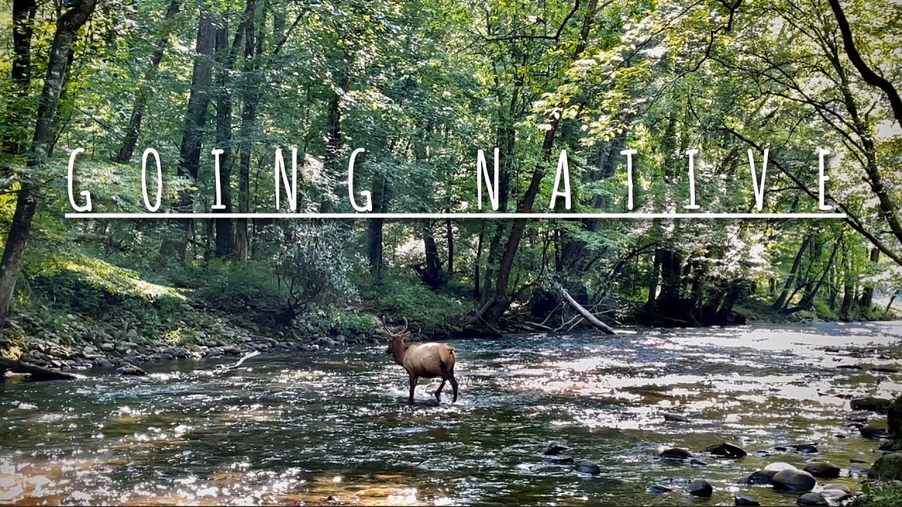 Going Native: Fly Fishing For Native Smoky Mountain Brook Trout